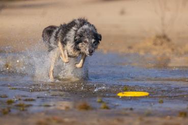 Preview: Apportier-Ring (schwimmfähig)